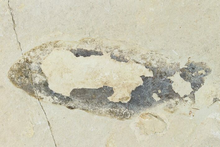 Cretaceous, Soft Bodied Cephalopod Fossil - Lebanon #162762